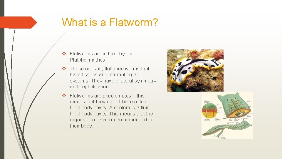 What is a Flatworm? Flatworms are in the phylum Platyhelminthes. These are soft, flattened