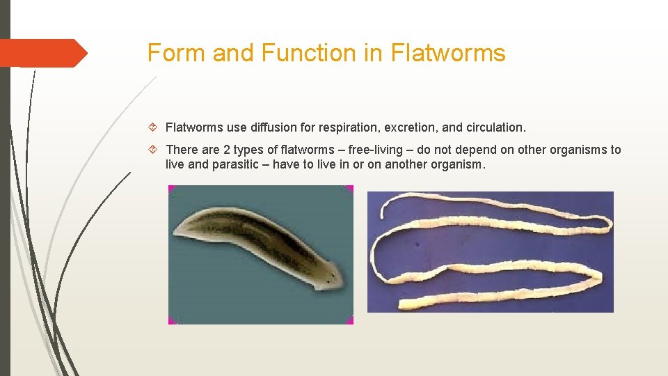Form and Function in Flatworms use diffusion for respiration, excretion, and circulation. There are