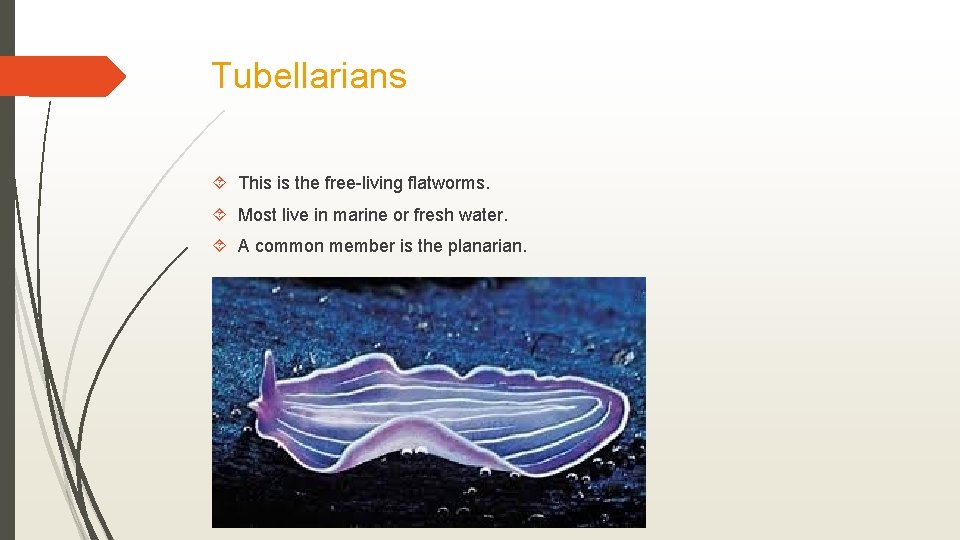 Tubellarians This is the free-living flatworms. Most live in marine or fresh water. A