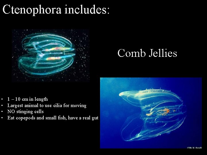 Questions about being a Marine Science Major or