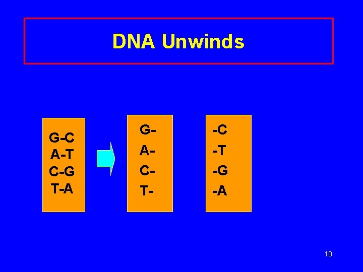 DNA Unwinds G-C A-T C-G T-A GACT- -C -T -G -A 10 