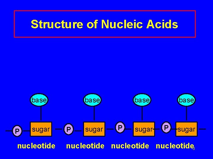 Structure of Nucleic Acids base P sugar nucleotide base P sugar nucleotide 3 