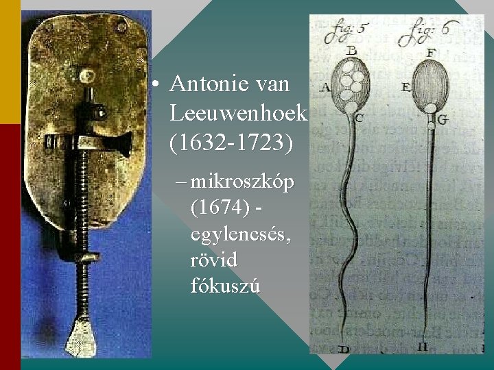  • Antonie van Leeuwenhoek (1632 -1723) – mikroszkóp (1674) egylencsés, rövid fókuszú 