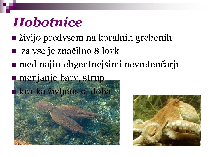 Hobotnice živijo predvsem na koralnih grebenih n za vse je značilno 8 lovk n