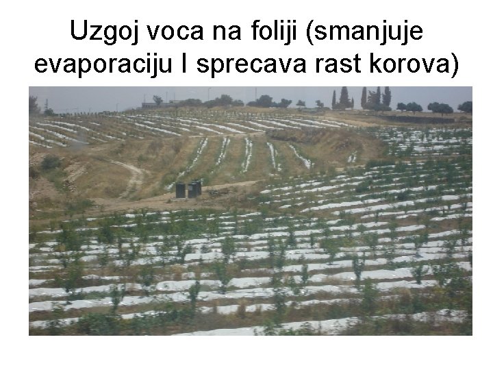 Uzgoj voca na foliji (smanjuje evaporaciju I sprecava rast korova) 