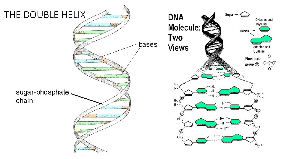 THE DOUBLE HELIX bases sugar-phosphate chain 