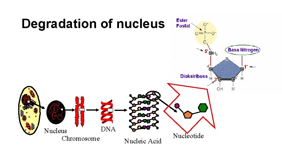 Degradation of nucleus DNA Nucleus Chromosome Nucleic Acid Nucleotide 