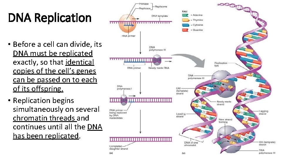 DNA Replication • Before a cell can divide, its DNA must be replicated exactly,