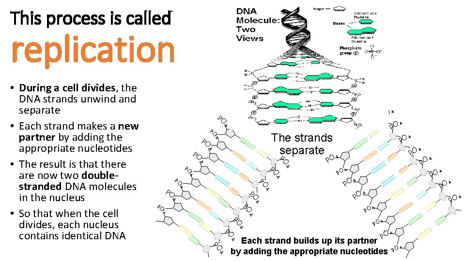 This process is called replication • During a cell divides, the DNA strands unwind