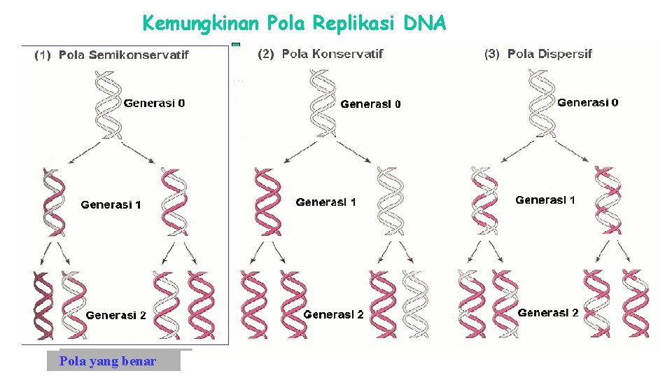 Kemungkinan Pola Replikasi DNA Pola yang benar 