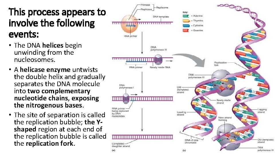 This process appears to involve the following events: • The DNA helices begin unwinding