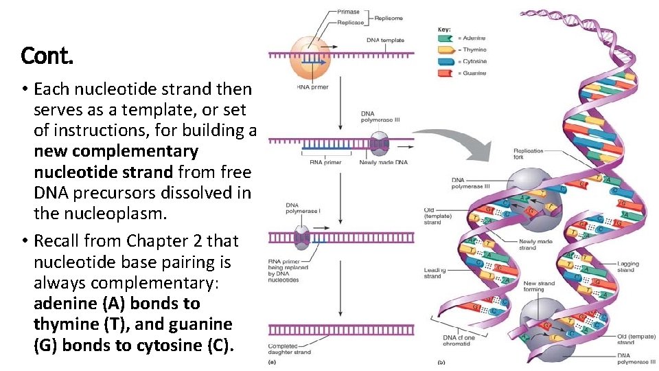 Cont. • Each nucleotide strand then serves as a template, or set of instructions,