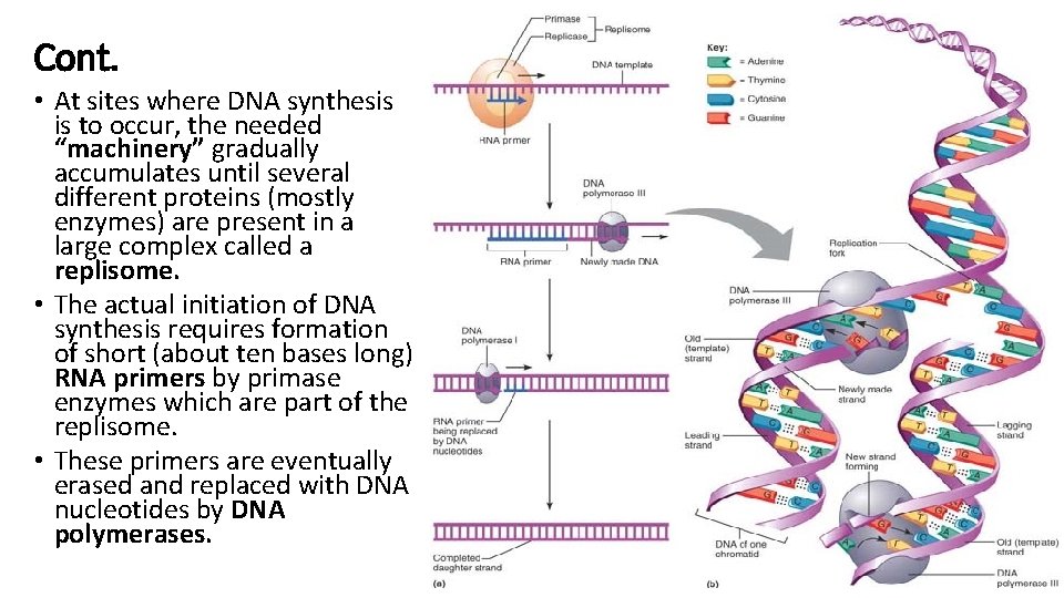 Cont. • At sites where DNA synthesis is to occur, the needed “machinery” gradually