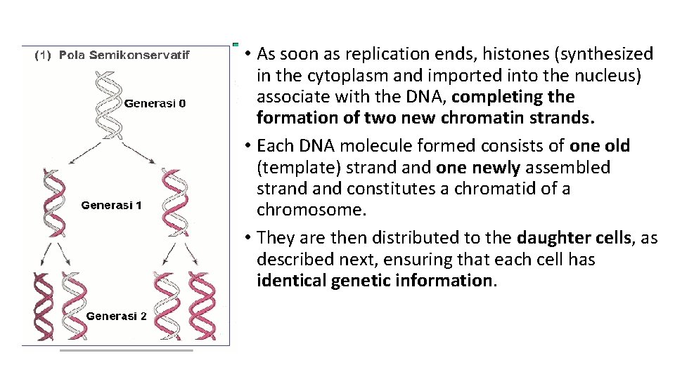  • As soon as replication ends, histones (synthesized in the cytoplasm and imported