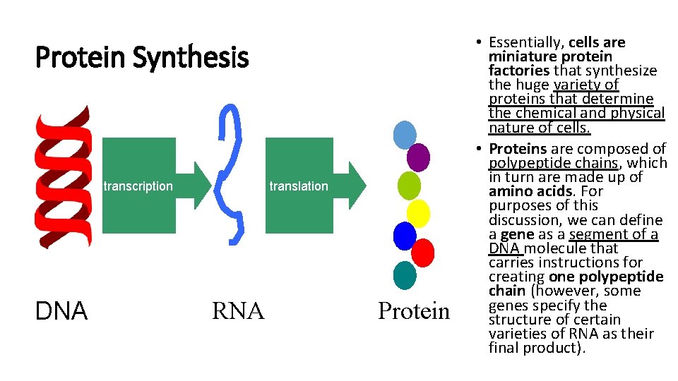 Protein Synthesis transcription DNA translation RNA Protein • Essentially, cells are miniature protein factories