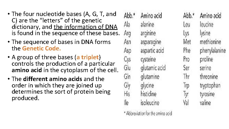  • The four nucleotide bases (A, G, T, and C) are the “letters”