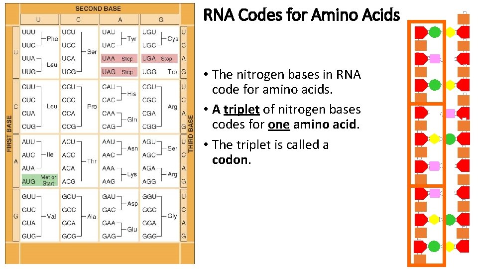 RNA Codes for Amino Acids • The nitrogen bases in RNA code for amino