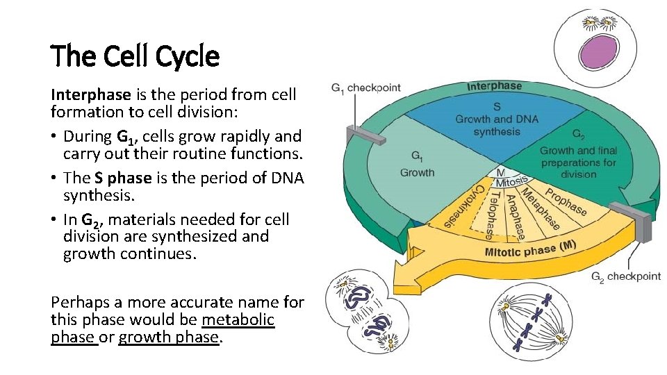 The Cell Cycle Interphase is the period from cell formation to cell division: •