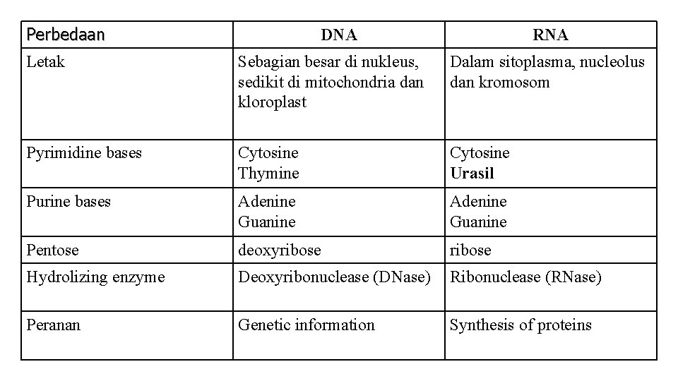 Perbedaan DNA RNA Letak Sebagian besar di nukleus, sedikit di mitochondria dan kloroplast Dalam