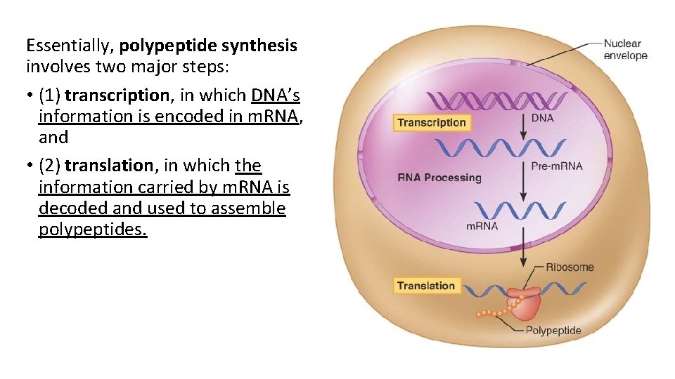 Essentially, polypeptide synthesis involves two major steps: • (1) transcription, in which DNA’s information
