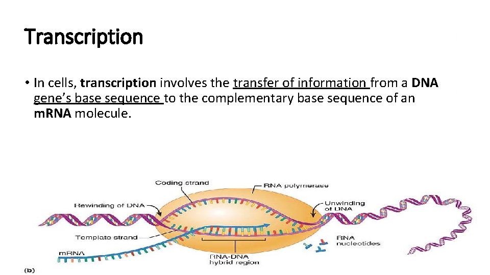 Transcription • In cells, transcription involves the transfer of information from a DNA gene’s