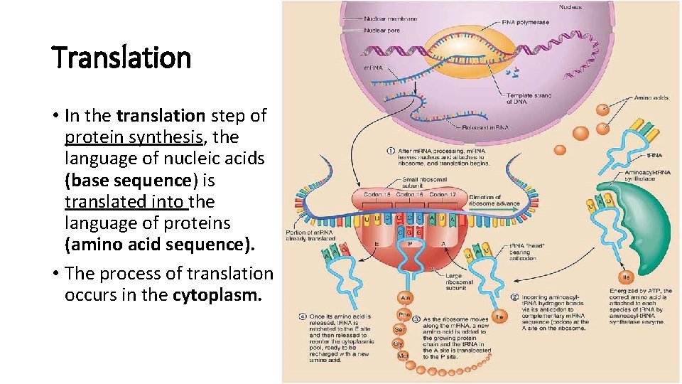 Translation • In the translation step of protein synthesis, the language of nucleic acids