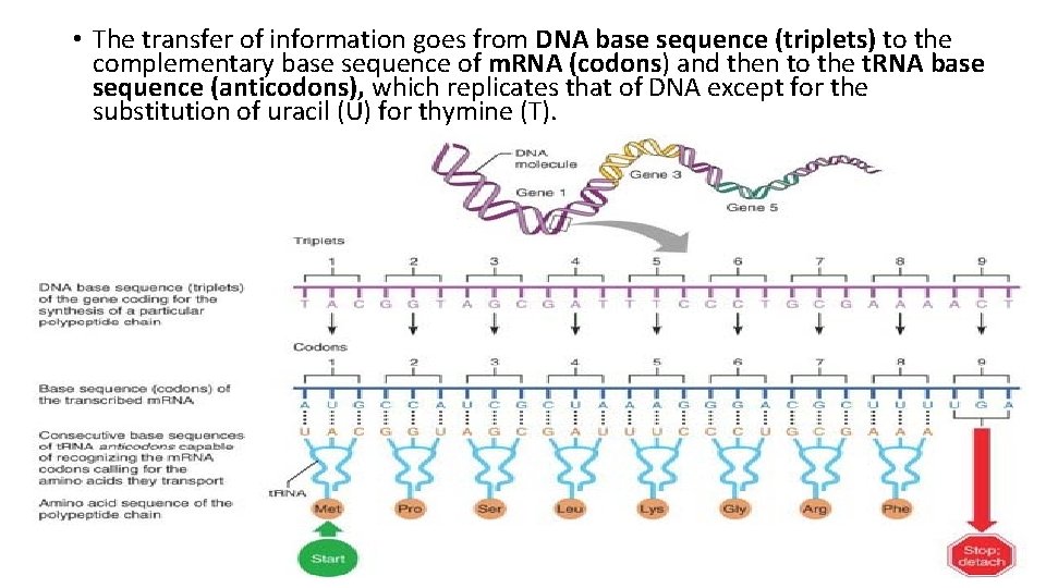  • The transfer of information goes from DNA base sequence (triplets) to the