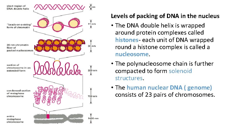 Levels of packing of DNA in the nucleus • The DNA double helix is