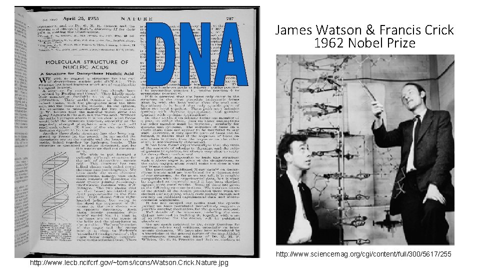James Watson & Francis Crick 1962 Nobel Prize http: //www. sciencemag. org/cgi/content/full/300/5617/255 http: //www.