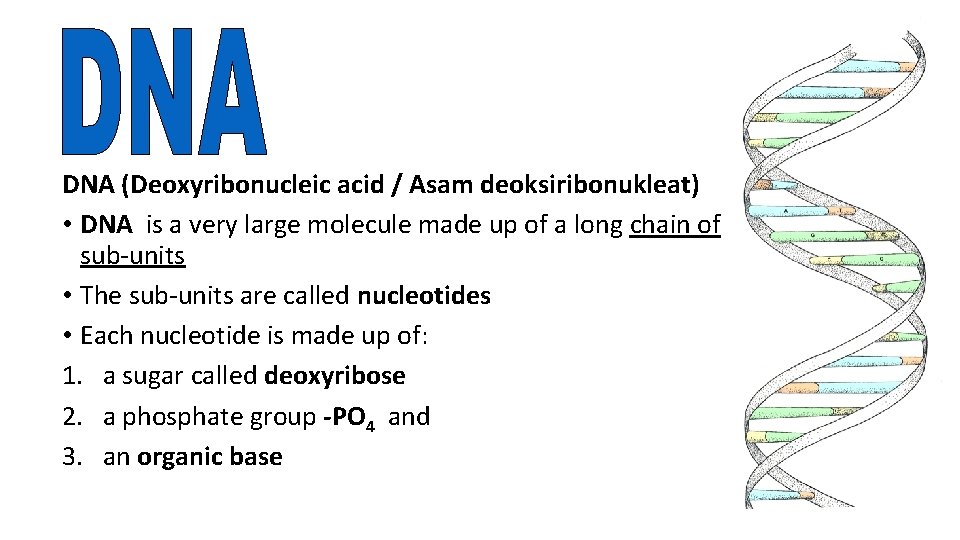 DNA (Deoxyribonucleic acid / Asam deoksiribonukleat) • DNA is a very large molecule made