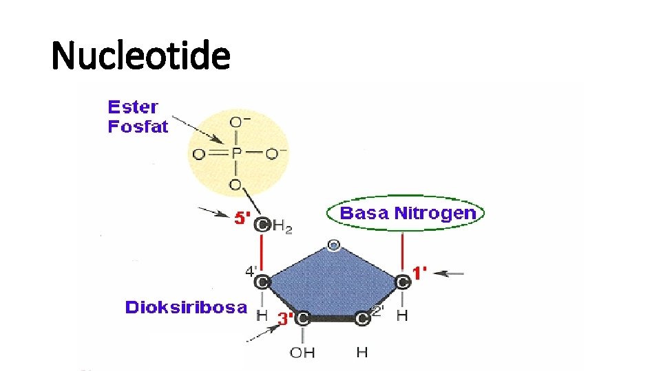 Nucleotide 