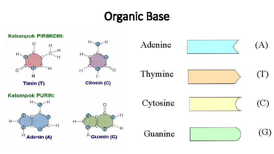 Organic Base Adenine (A) Thymine (T) Cytosine (C) Guanine (G) 