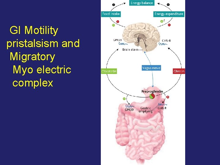 GI Motility pristalsism and Migratory Myo electric complex 