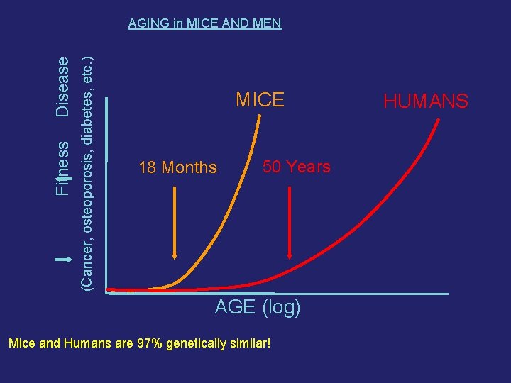 (Cancer, osteoporosis, diabetes, etc. ) Fitness Disease AGING in MICE AND MEN MICE 18