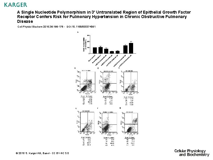 A Single Nucleotide Polymorphism in 3' Untranslated Region of Epithelial Growth Factor Receptor Confers