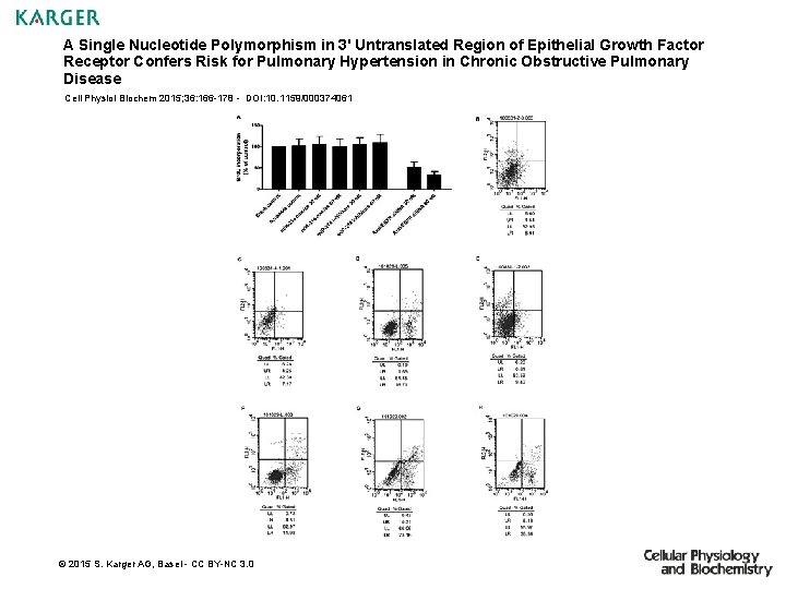 A Single Nucleotide Polymorphism in 3' Untranslated Region of Epithelial Growth Factor Receptor Confers