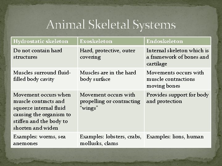 Animal Skeletal Systems Hydrostatic skeleton Exoskeleton Endoskeleton Do not contain hard structures Hard, protective,