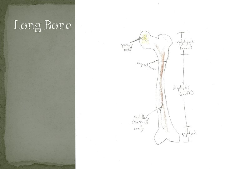 Long Bone 