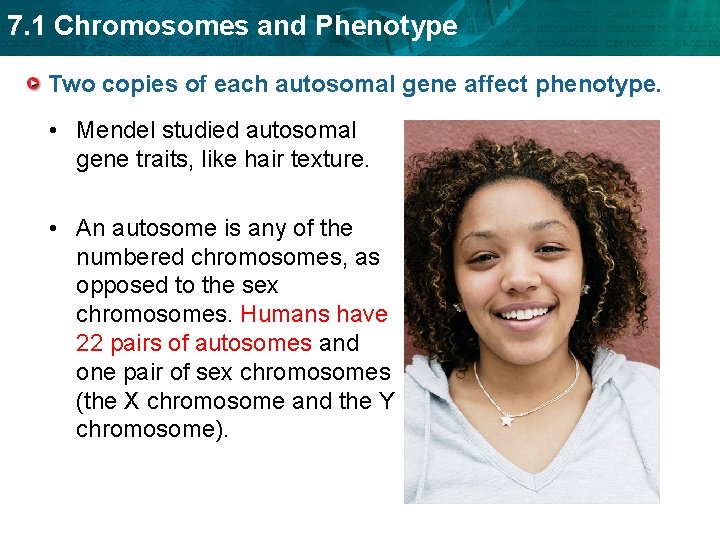 7. 1 Chromosomes and Phenotype Two copies of each autosomal gene affect phenotype. •