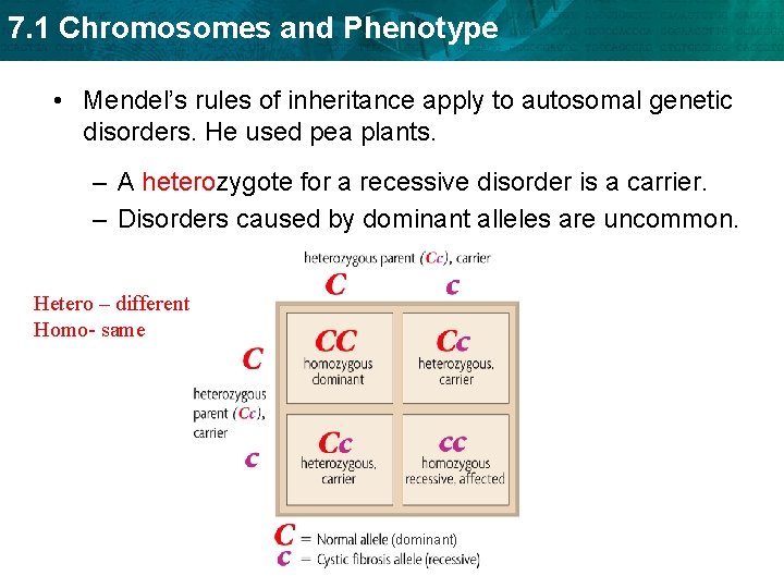 7. 1 Chromosomes and Phenotype • Mendel’s rules of inheritance apply to autosomal genetic