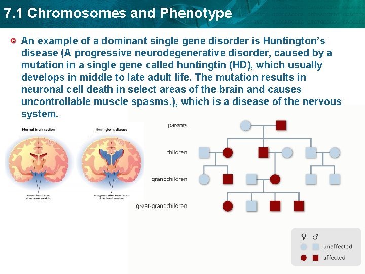 7. 1 Chromosomes and Phenotype An example of a dominant single gene disorder is