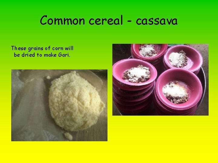 Common cereal - cassava These grains of corn will be dried to make Gari.