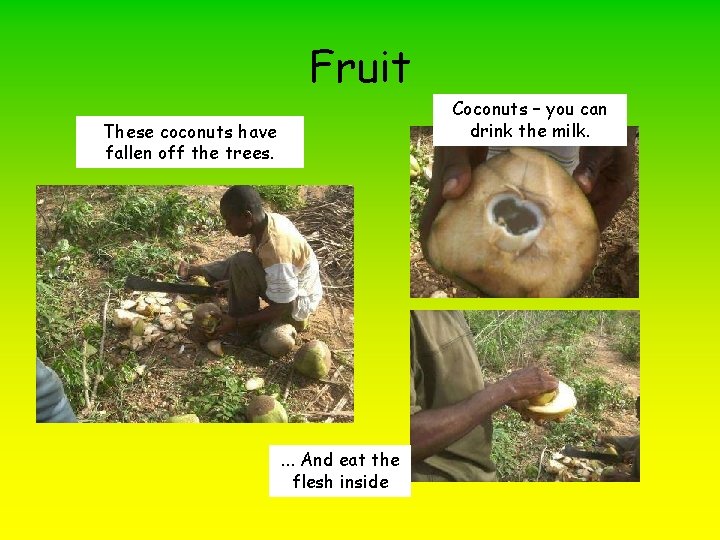 Fruit Coconuts – you can drink the milk. These coconuts have fallen off the