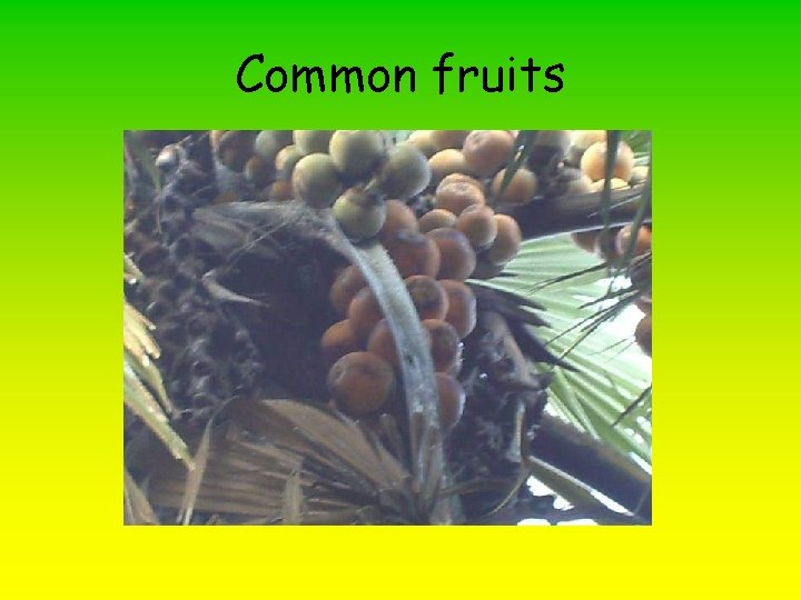 Common fruits 