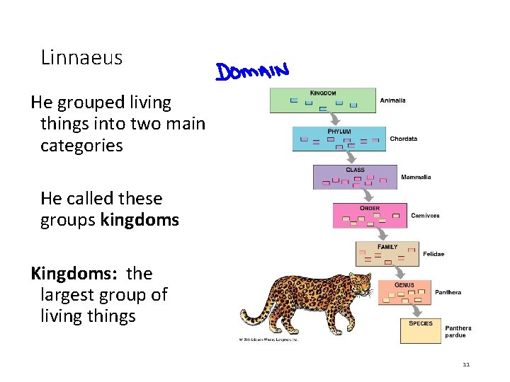 Linnaeus He grouped living things into two main categories He called these groups kingdoms