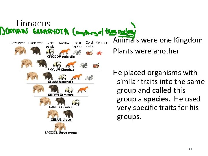 Linnaeus Animals were one Kingdom Plants were another He placed organisms with similar traits