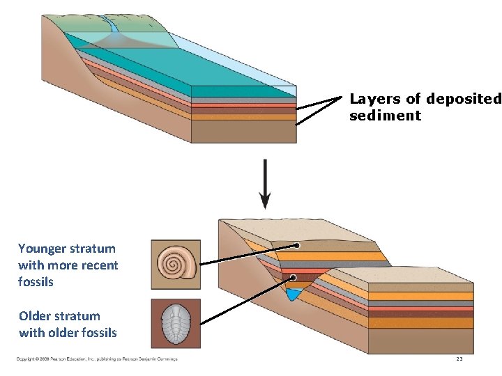 Fig. 19 -3 Layers of deposited sediment Younger stratum with more recent fossils Older