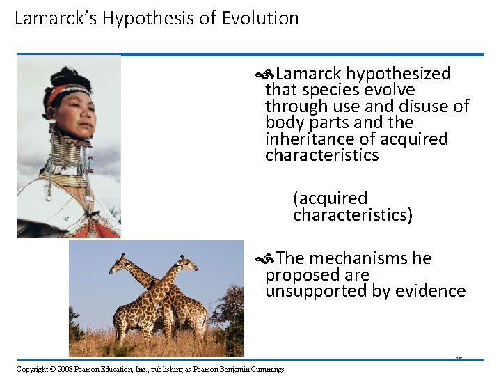 Lamarck’s Hypothesis of Evolution Lamarck hypothesized that species evolve through use and disuse of