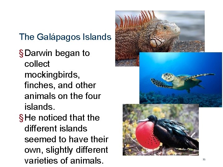 The Galápagos Islands § Darwin began to collect mockingbirds, finches, and other animals on