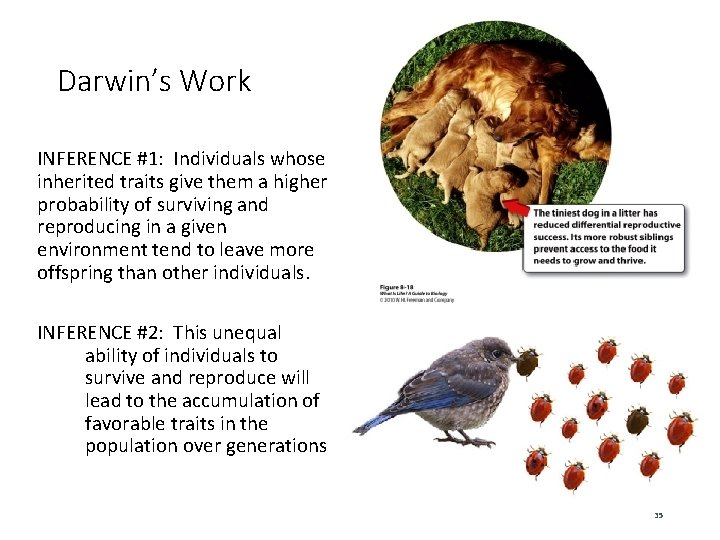 Darwin’s Work INFERENCE #1: Individuals whose inherited traits give them a higher probability of